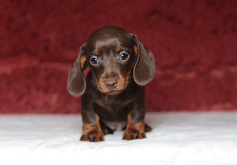 7065-Pearl-Dachshund-puppy-The-Puppy-Lodge-scaled.jpg