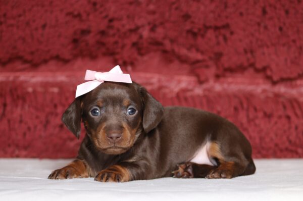 7065aaPearl-dachshund-puppy-The-Puppy-Lodge-scaled.jpg