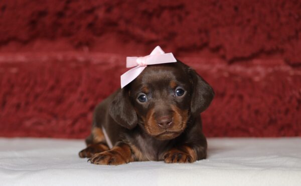 7065aaa-Pearl-dachshund-puppy-The-Puppy-Lodge-scaled.jpg