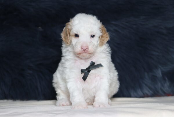 7068a-Charlie-mini-poodle-puppy-_The-Puppy-Lodge-scaled.jpg