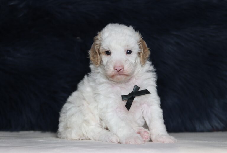 7068aaCharlie mini poodle puppy _The Puppy Lodge.JPG