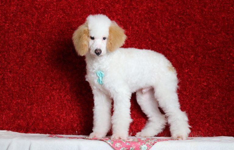 7068aaaCharlie the mini poodle-the puppy lodge