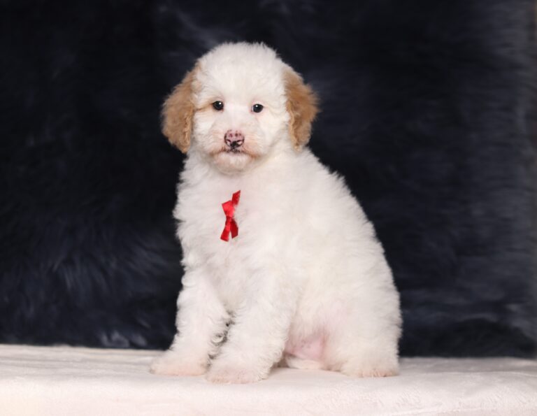 7068aaa Charlie Mini Poodle puppy-The Puppy Lodge.JPG