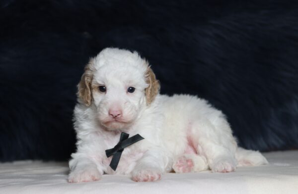 7068aaaCharlie-mini-poodle-puppy-_The-Puppy-Lodge-scaled.jpg