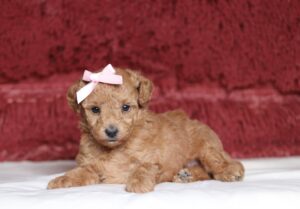 7069a Charity mini poodle puppy -The Puppy Lodge.JPG