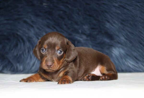 7070a Parker dachshund puppy-The Puppy Lodge.JPG