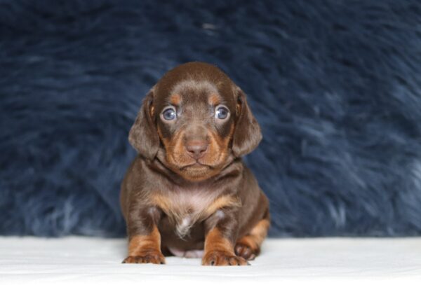 7070aa-Parker-dachshund-puppy-The-Puppy-Lodge-scaled.jpg