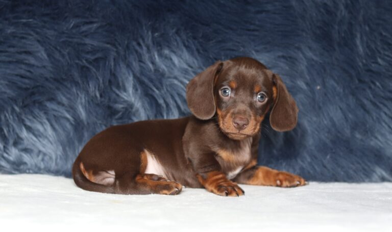 7070aaa Parker Dachshund puppy-The Puppy Lodge.JPG