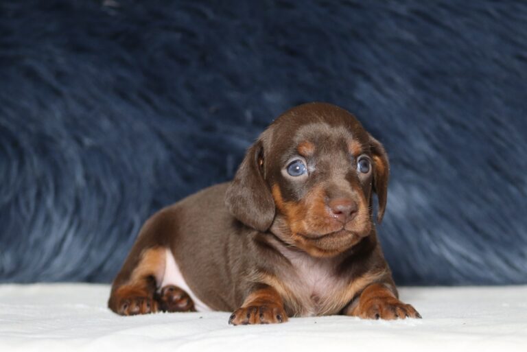 7070aaa-Parker-dachshund-puppy-The-Puppy-Lodge-1-scaled.jpg