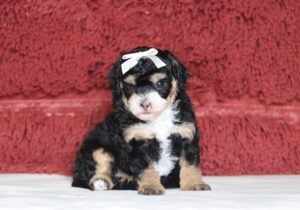 7071aa-Grace-Mini-Poodle-Puppy-The-Puppy-Lodge-scaled.jpg