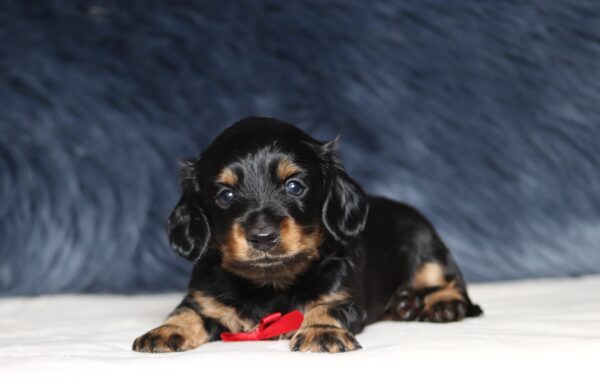 7074aDiesel dachshund puppy- THe Puppy Lodge.JPG