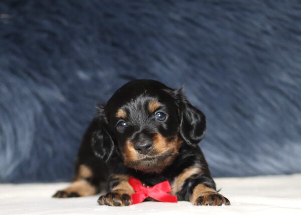 7074aaDiesel-dachshund-puppy-THe-Puppy-Lodge-1-scaled.jpg