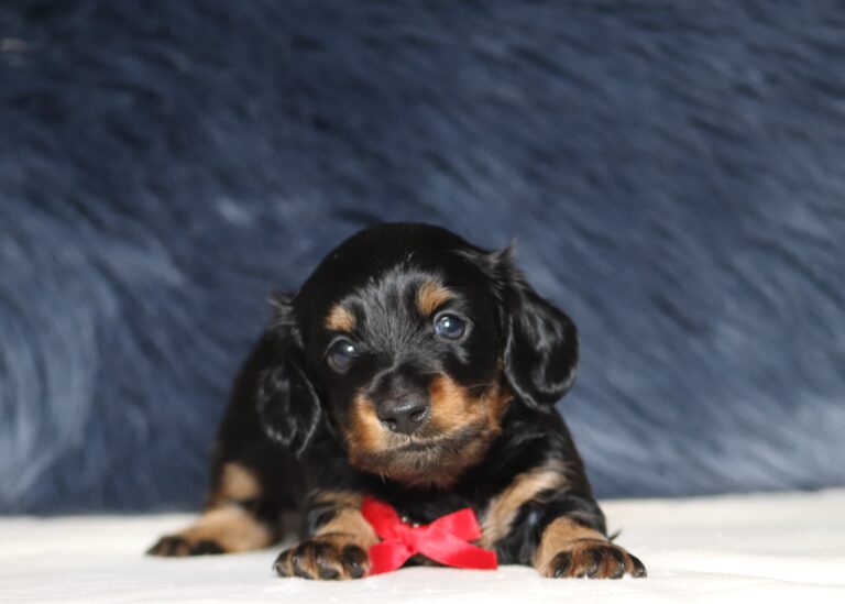 7074aaDiesel-dachshund-puppy-THe-Puppy-Lodge-1-scaled.jpg
