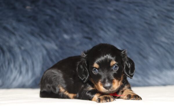 7074aaa-Diesel-dachshund-puppy-THe-Puppy-Lodge-scaled.jpg
