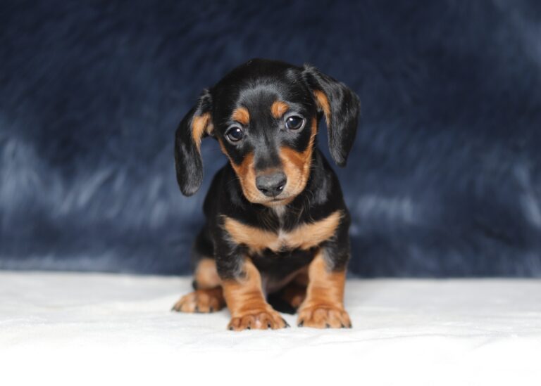 7076a-Duke-Dachshund-puppy-The-Puppy-Lodge-1-scaled.jpg
