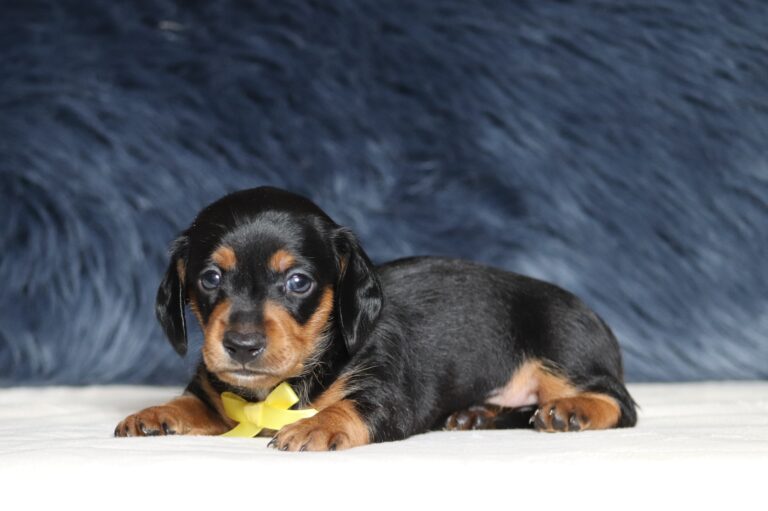 7076a Duke Dachshund puppy-The Puppy lodge.JPG