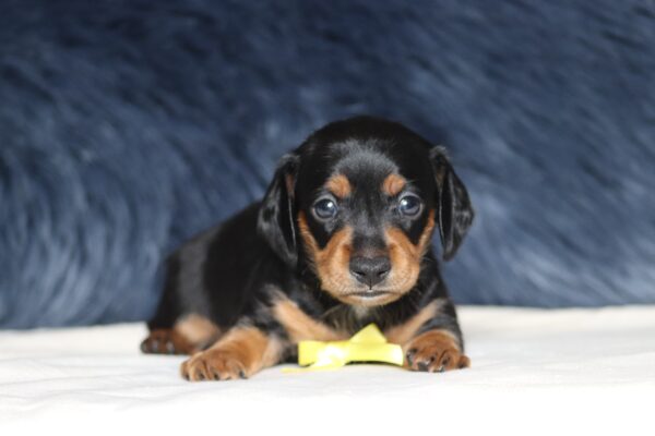 7076aa-Duke-Dachshund-puppy-The-Puppy-lodge-scaled.jpg