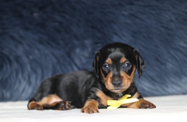 7076aaa-Duke-Dachshund-puppy-The-Puppy-lodge-scaled.jpg