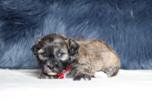7079aa-Tyler-Teddy-Bear-puppy-The-Puppy-Lodge-1-scaled.jpg