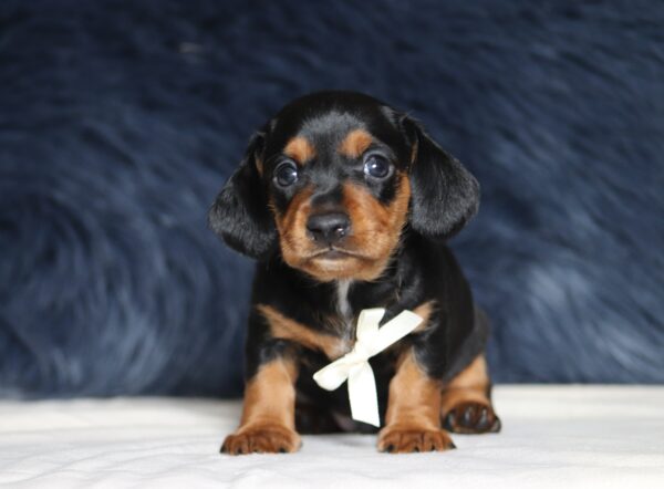 7080a-DashDachshund-puppy-_The-Puppy-Lodge-scaled.jpg
