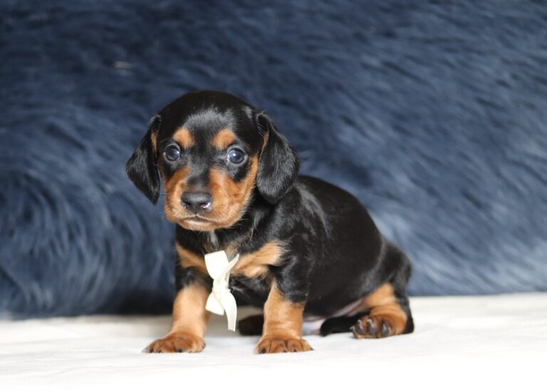 7080aa-DashDachshund-puppy-_The-Puppy-Lodge-scaled.jpg