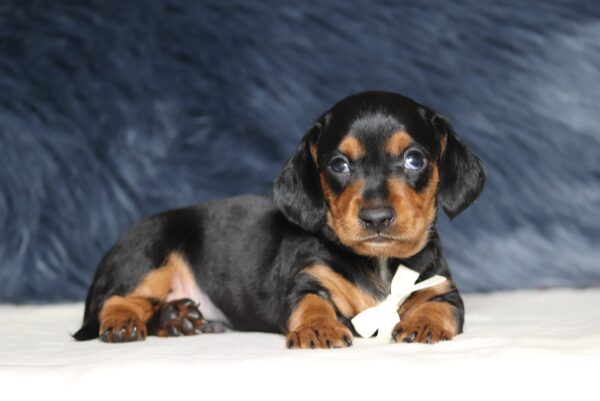 7080aaaa-DashDachshund-puppy-_The-Puppy-Lodge-scaled.jpg