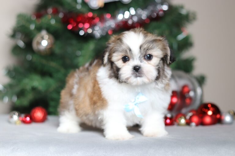 7181aa Micah the teddy bear-the puppy lodge