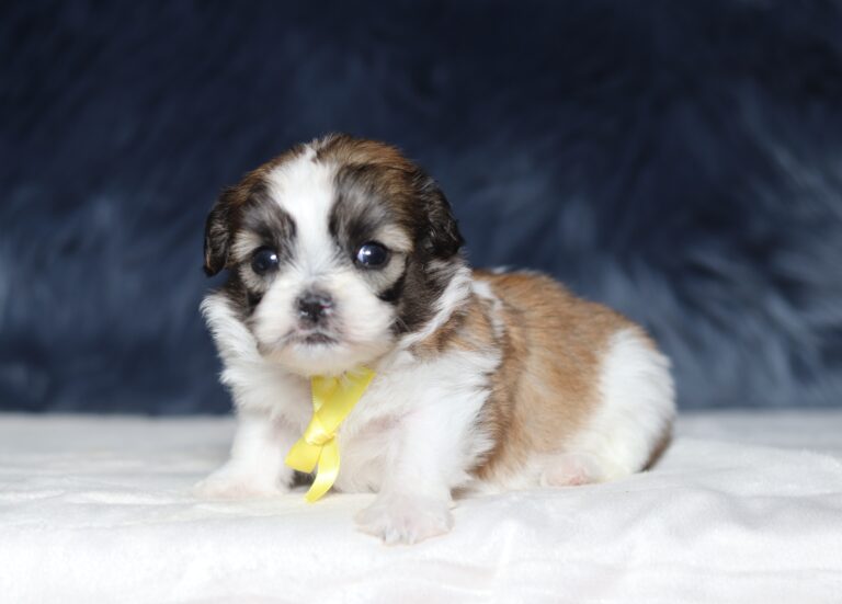 7181aaa Micah Teddy Bear puppy-The puppy Lodge.JPG