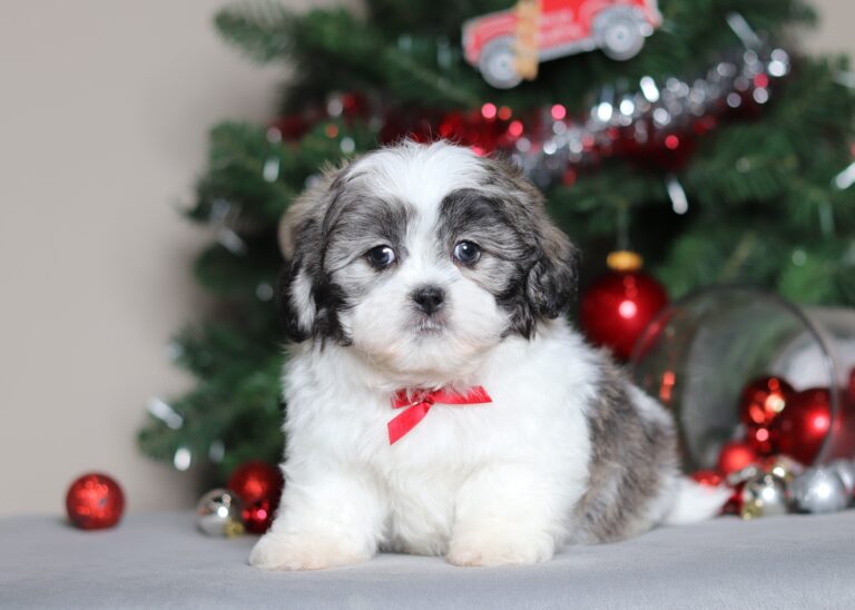 7184aMason teddy bear-the puppy lodge