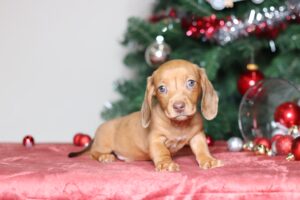 7193aaa Denver the dachshund-the puppy lodge