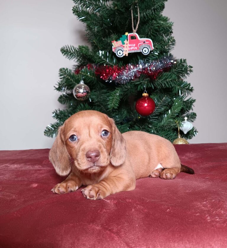 7193a-Denver-dachshund-The-Puppy-Lodge.jpg