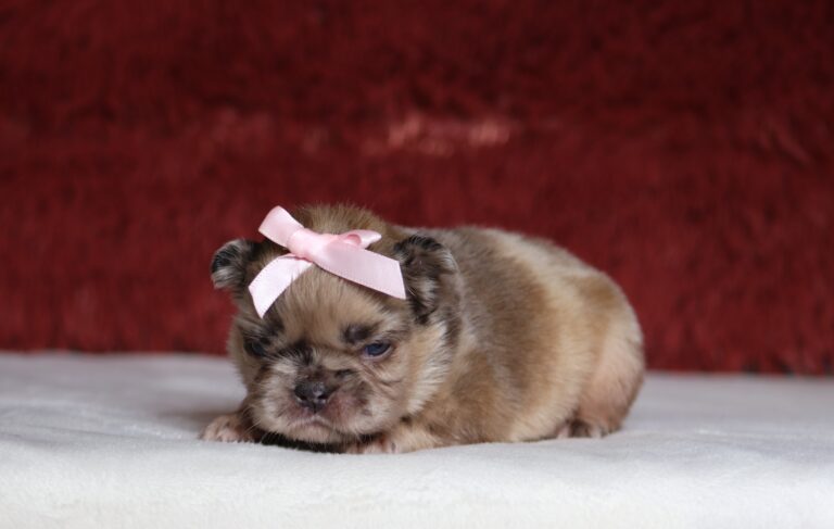 7209a Brianna Fluffy French Bulldog _ The Puppy Lodge.JPG