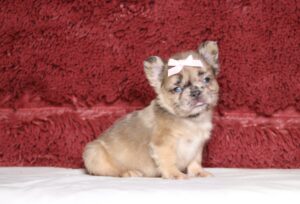 7209aa-Brianna-Fluffy-French-Bulldog-_-The-Puppy-Lodge-1-scaled.jpg