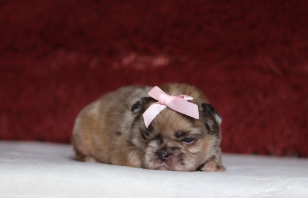 7209aa-Brianna-Fluffy-French-Bulldog-_-The-Puppy-Lodge-scaled.jpg