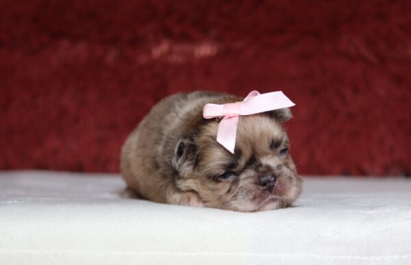 7209aaa-Brianna-Fluffy-French-Bulldog-_-The-Puppy-Lodge-scaled.jpg