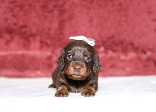 7221a Heidie dachshund puppy-The Puppy Lodge.JPG