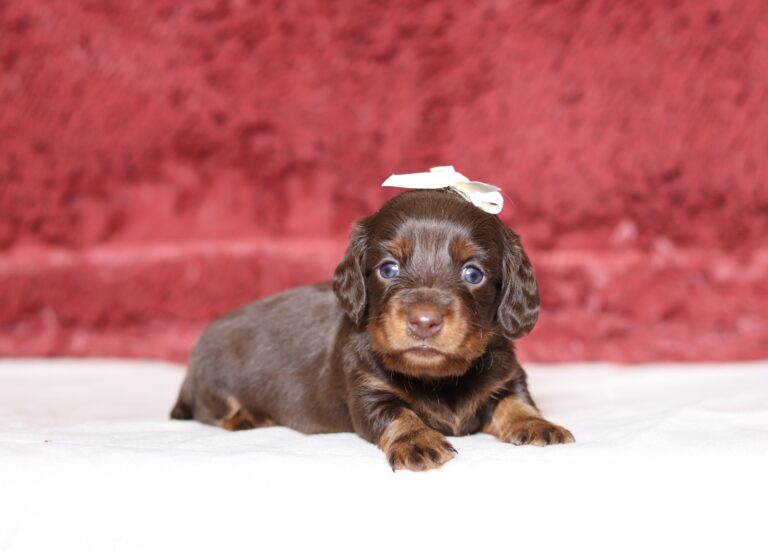 7221aa-Heidie-dachshund-puppy-The-Puppy-Lodge-scaled.jpg