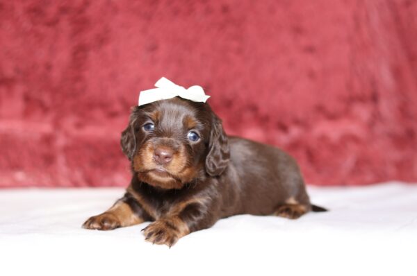 7221aaa-Heidie-dachshund-puppy-The-Puppy-Lodge-scaled.jpg