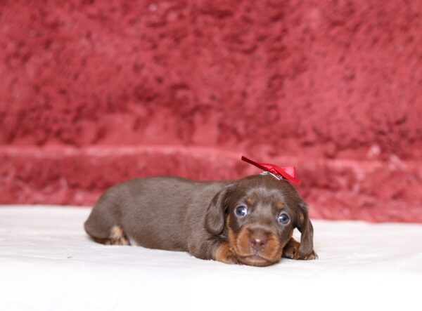7223a-Hazel-dachshund-puppy-The-Puppy-Lodge-scaled.jpg