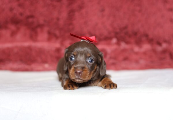 7223aa Hazel dachshund puppy-The Puppy Lodge.JPG