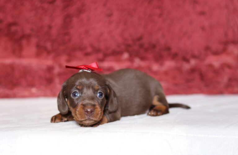 7223aaa-Hazel-dachshund-puppy-The-Puppy-Lodge-scaled.jpg