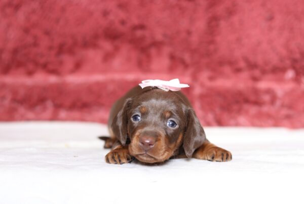 7224a-Helena-Dachshund-puppy-The-Puppy-Lodge-scaled.jpg