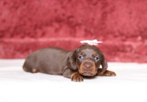 7224aa-Helena-Dachshund-puppy-The-Puppy-Lodge-scaled.jpg