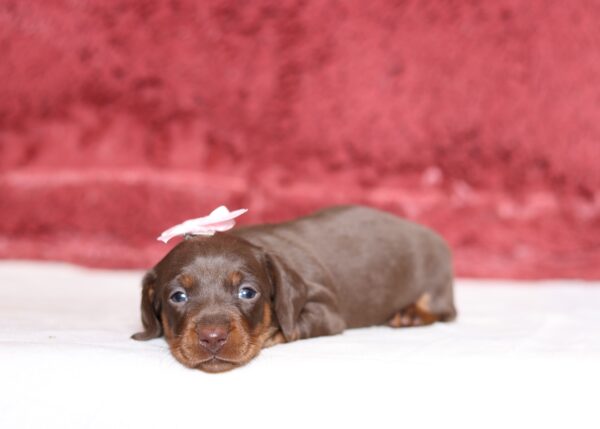7224aaa-Helena-Dachshund-puppy-The-Puppy-Lodge-1-scaled.jpg