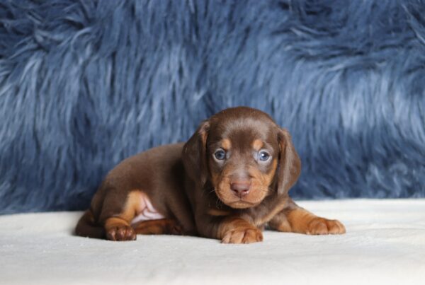 7225aGreg-dachshund-puppy-The-Puppy-Lodge-scaled.jpg