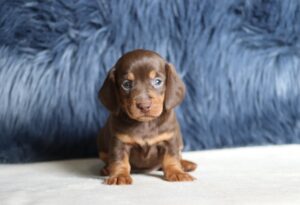 7225aaGreg-dachshund-puppy-The-Puppy-Lodge-scaled.jpg