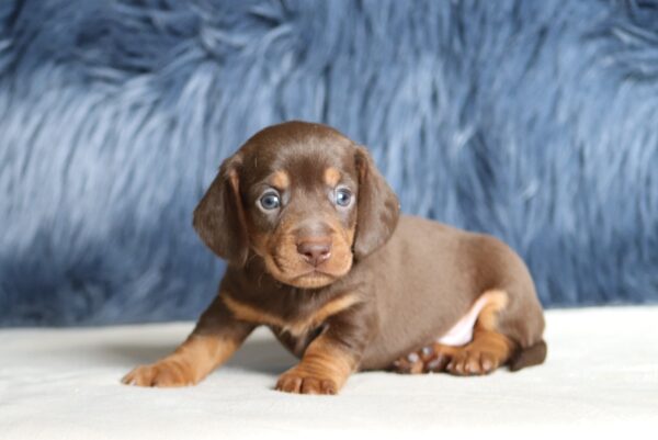 7225aaa-Greg-dachshund-puppy-The-Puppy-Lodge-scaled.jpg