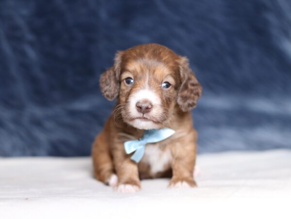 7229a-Duke-dachshund-puppy-The-Puppy-Lodge-scaled.jpg