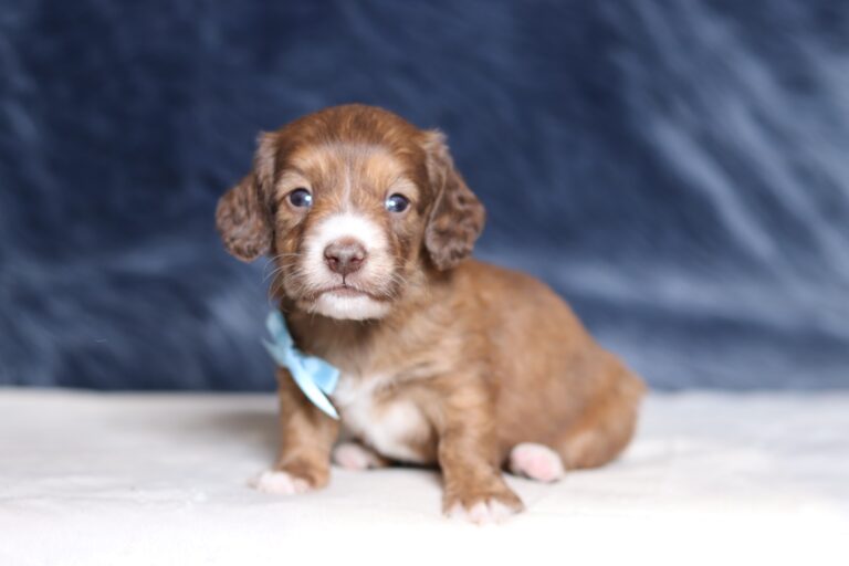 7229aa-Duke-dachshund-puppy-The-Puppy-Lodge-scaled.jpg