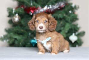 7229a-scaled.jpg November 20, 2025 Duke the dachshund-the puppy lodge